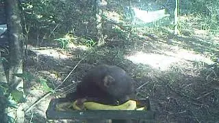 Induced Seed Dispersal - Tayra (Eira barbara)