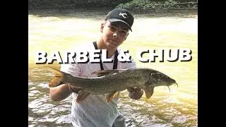 Pêche au Method Feeder en rivière  -  Barbel & Chub