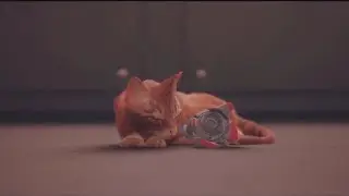 Stray Platinum Jail Break and Bittersweet Ending