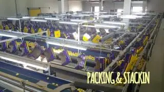 Packerman Fruits
