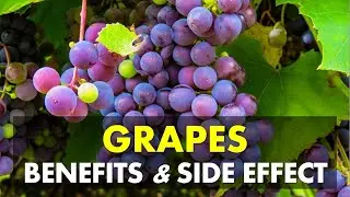 Grapes Benefits and Side Effects | Top 10 Health Benefits of Eating Grapes