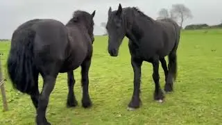 Friesian Friday! Life with Contessa, Nero, Sultan & Freyja  Storms, Sunshine & Pure Friesian Magic