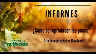 2° parte- ¿Cómo se reproducen los peces? Cría de pejerreyes en Rivadavia