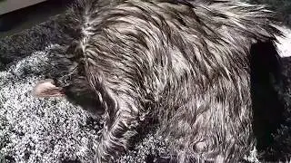 [SHAMPOOING BIO MAISON POUR CHATS ET CHIENS ]