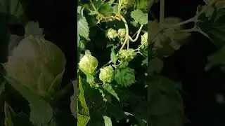 Der Hopfen ist erntereif