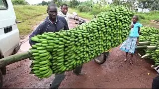 How it&rsquo;s made- Harvesting Bananas