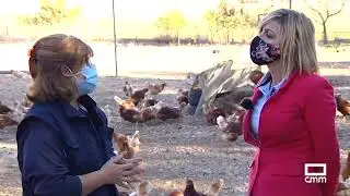 Gallinas 100% ecológicas - Trotacampos