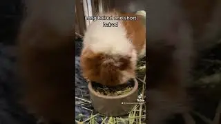 How many different guinea pigs species exist?