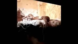 St&auml;ppvaran , savannha monitors