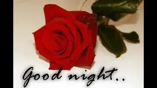 Good Night Red Rose Image/Wishes369