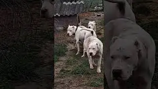 #perro_del_lago #ftx  #dogoargentino #shortsvideo #bgmi #dogoargentinos #dogoargentinopower #dog