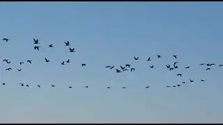 Birds Of Sindh. #sindh #pakistan #birdslover