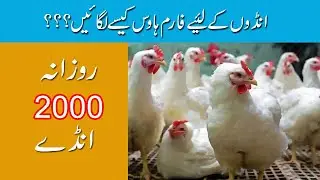 Poultry Farm for Eggs | Complete Business Guide for Egg Farming | Al-Khair Farms