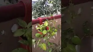 9 January 2026 #indoorplants #viral #shorts