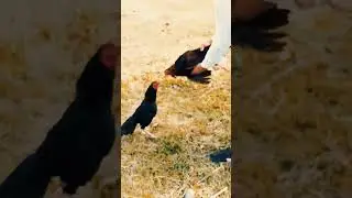 #aseelvlog #asselovebird #1000subscriber #aseelfighters