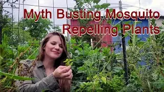 Myth Busting Mosquito Repelling Plants