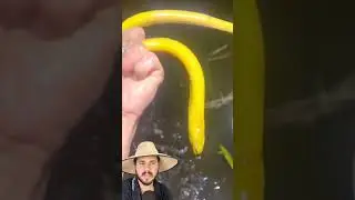 Enguia amarelinha