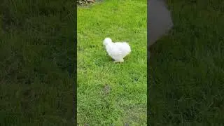 pet chicken 🐔