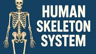 💥Human skeleton system💥/Human skeleton system model//🌸human skeleton system real🌅