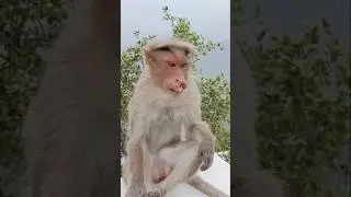 Vadivelucomedy#mindrelax #monkey #funny #mindrelaxofficial