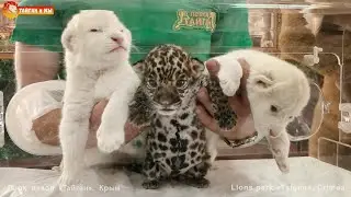 Тайган рулит - дискавери отдыхает! Большая разница пятнистых кошек. Differences spotted cats. Taigan