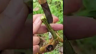 Summary of fruit tree grafting methods #2693