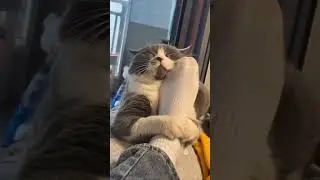 Funny cats video 🐱  - Part 18 #shorts #funny #cat #cats
