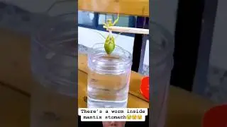 mantis vs worm#youtubeshorts #mantis #worms#youtube