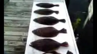 fluke fishing shark river