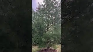 Eastern White Pine | #Shorts | Cool Places