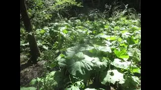 Giant Jungle like plants early Spring North Pacific