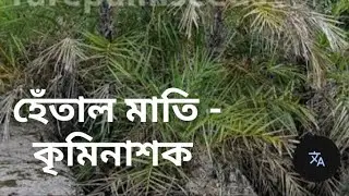হেঁতাল মাতি কৃমিনাশক | Phoenix paludosa | Hental &ndash; Mangrove Palm | Natural Anthelmintic Properties |