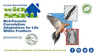 Southern Adirondack Audubon presents Bird-Parasite Coevolution: Adaptations for Life Within Feathers