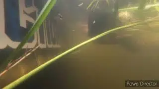 Clown Knife Fish Swimming off caught on Nikko Baits Leech