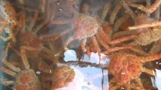 Chilean King Crab raw material reception through our fleet by SPECSA Chile