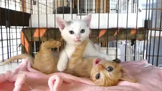 ぎゅうぎゅうで遊ぶ子猫たち