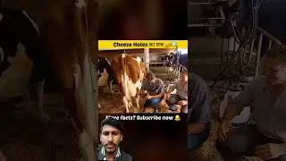 चीज में हॉल क्यों होते हैं #science #food #trendingshorts #facts #youtubeshort #knowfacttstudy