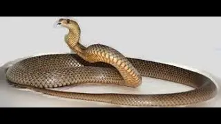 SNAKE IN A PLANE CAN BE REAL DANGEROUS