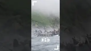 An 8.8 magnitude earthquake in Russia sent rocks tumbling down a cliff, causing sea lions to dive