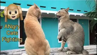 'Angry Cats Fighting Meme 😅🙀 Cat Like a SNAKE 🐍😝Funniest Cats Fighting Moment' 🐈🐈&zwj;⬛