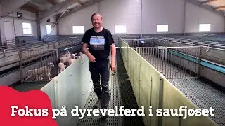 Sauefjøs med fokus på dyrevelferd hos Nils Petter Hårstad