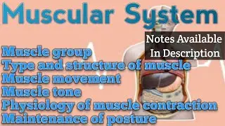 हिन्दी में || Muscular System || Unit 3 || Anatomy Physiology || B.Sc. Nursing