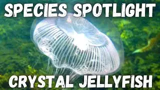Species Spotlight - Crystal Jellyfish (Aequorea victoria)