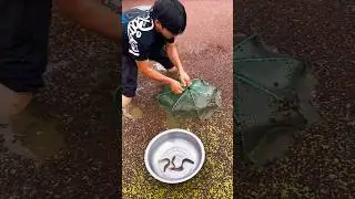 New method of eel fishing! How villageer catch lots of eel fish, fish trapping, eel #fishing #shorts