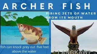 Archive fish | വെള്ളം ചീറ്റുന്ന മത്സ്യം  | archer fish breeding | firing jets of water  archer fish
