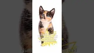 Top 10 Cat Coats - Calico #popular #catshorts #catvideos
