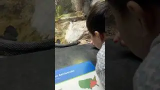 Toddler says Hi to the snake! #kids #nature #snakes #zoo