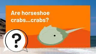 But Why Kids | Are horseshoe crabs...crabs? | Full Podcast Episode
