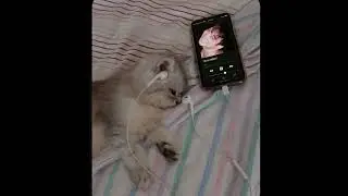 Daughter of a cop ~ TV girl (sped up)