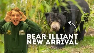 A Bear-illiant NEW Arrival! | Paradise Wildlife Park